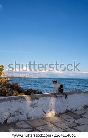 cute cat on the stone waterfront next to the Vlacherna Monastery in Corfu, Greece