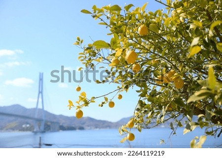 Lemons from the Seto Inland Sea Royalty-Free Stock Photo #2264119219