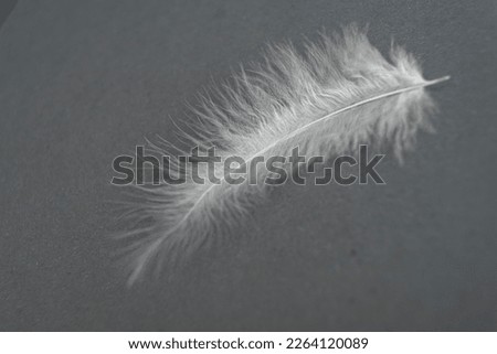 White fluffy feather on a gray background, close-up. Plumage Detail