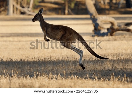 Jumping Western Grey Kangaroo - Macropus fuliginosus also giant or black-faced or mallee kangaroo or sooty kangaroo, large common kangaroo from southern part of Australia