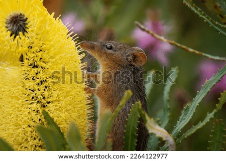 Honey Possum or noolbenger Tarsipes rostratus tiny marsupial feeds on the nectar and pollen of yellow bloom, important pollinator for Banksia attenuata and coccinea and Adenanthos cuneatus.