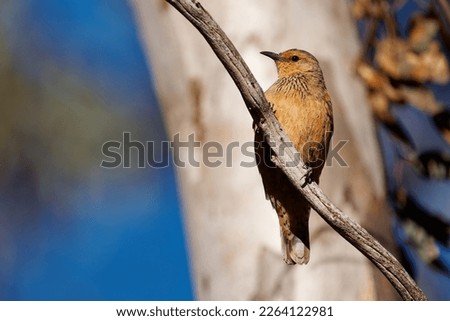 Rufous Treecreeper  - Climacteris rufus bird in Climacteridae, endemic to Australia, natural habitats are temperate and subtropical or tropical moist lowland forests, Dryandra. 