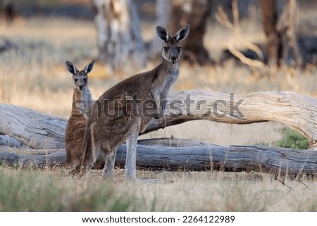 Western Grey Kangaroo - Macropus fuliginosus also giant or black-faced or mallee kangaroo or sooty kangaroo, two kangaroos from southern part of Australia, in bushes.