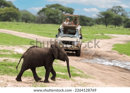 Herd of Elephants in Africa walking in Tarangire National Park in their natural environment, Tanzania Royalty-Free Stock Photo #2264128769