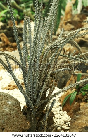 Madagascar ocotillo cactus plant growing fertilely among stones 