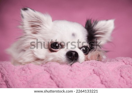 White long haired Chihuahua on a soft pink blanket against a dark pink background. Long hair Chihuahua on a cozy knitted blanket.