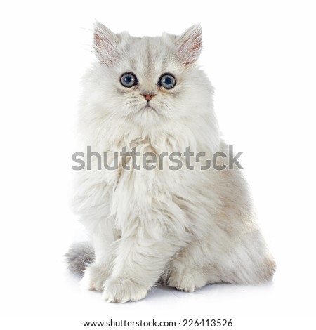 persian kitten in front of white background Royalty-Free Stock Photo #226413526
