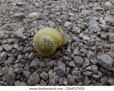 a blurry snail on a gravel path