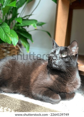 Black cat sitting by a window