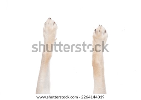 top view of dog legs sprawled out on an isolated white background Royalty-Free Stock Photo #2264144319