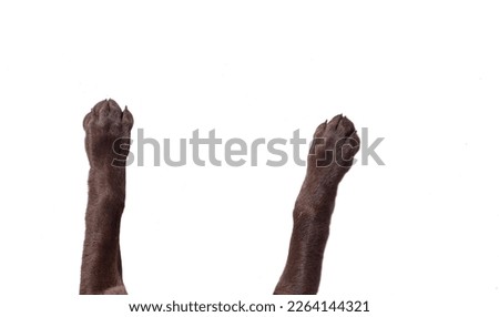 top view of dog legs sprawled out on an isolated white background Royalty-Free Stock Photo #2264144321