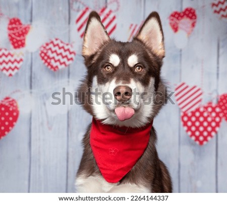 studio shot of a cute dog wearing a bandana on an isolated heart valentine's day background  Royalty-Free Stock Photo #2264144337