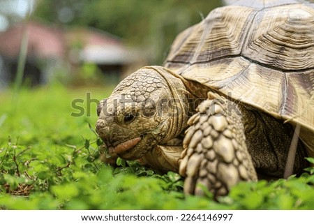 Closeup of the Parrot-beaked tortoise (Homopus areolatus) eating a green grass
