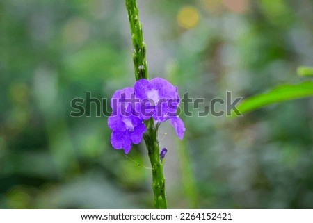 Stachytarpheta urticifolia, velvety nettle, is a species of lavender plant in the verbena family. In some countries it is considered an invasive weed