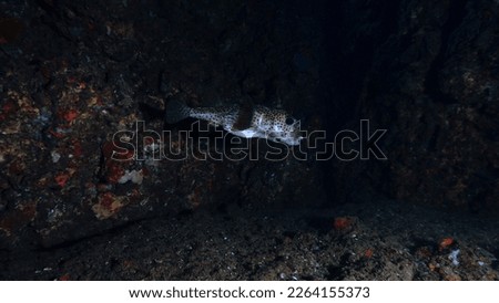 Underwater photo of a Puffer fish in a cave