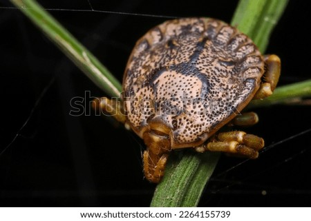 Very close up macro of Tick (Ixodida) in KKC national park in Thailand. Royalty-Free Stock Photo #2264155739