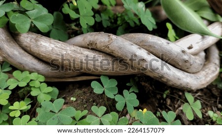 Wrap the roots of taro flowers

