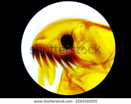 The dog flea (siphonaptera) with the scientific name Ctenocephalides canis, has the first thorn, the oral comb, which is shorter than the second thorn Royalty-Free Stock Photo #2264160595