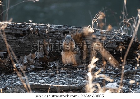 Fox squirrel (Sciurus niger) eating a nut on forest floor