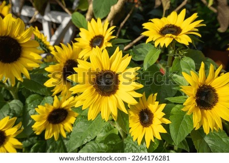 The sunflower flower that makes people feel cheerful. Seed Needs, Dwarf Sunspot. The official residence of Shilin in Taipei, Taiwan. Royalty-Free Stock Photo #2264176281
