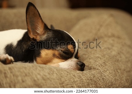 Chihuahua puppy lying on sofa, sleeping with funny face