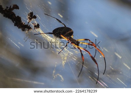 Close up of exotic spider, in its golden web, with natural light
