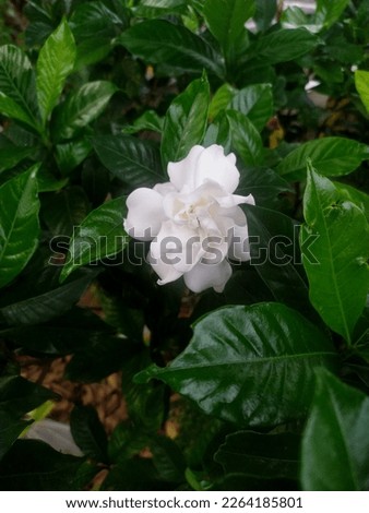 The beautiful Gardenia flower in the garden,it very good smells