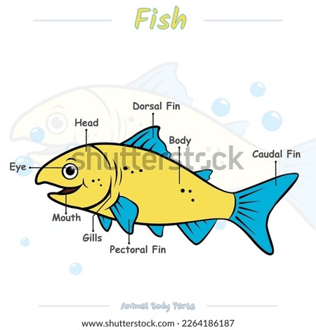cartoon animal diagram. Vector illustration of a fish. Can be used for education, training, presentation.