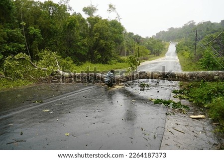 Photo was taken during a storm with heavy rain and gale force winds in Amazon rainforest. This tree was blown down a few meters in front of our car on the AM352 federal road near Novo Airao, Brazil.