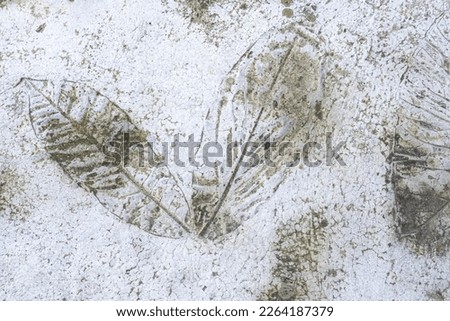 White concrete pavement with brown stained two leaves imprint
