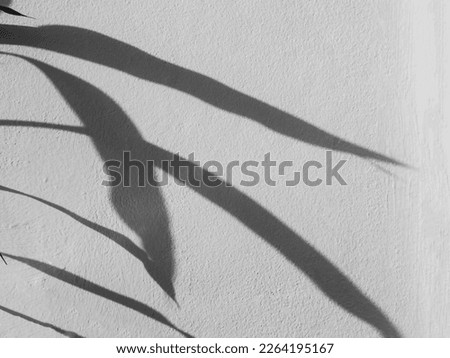 Shadow Spring on Wall Background,Abstract Overlay Shady Soft Exterior Leaves Tree,Nature Overlay from Window Building,Texture vintage Sun Light Plant Leaf Summer on Floor Grey Paint Room Cement.