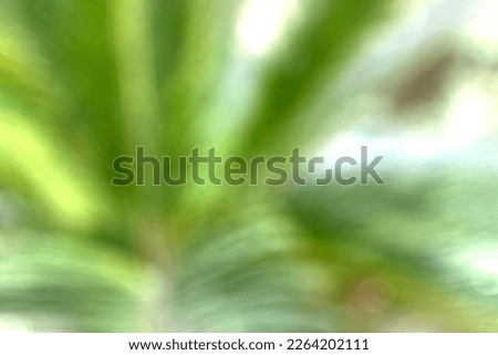 Palm (Licuala Grandis) Abstract background nature view with copy space using as background environment, greenery wallpaper