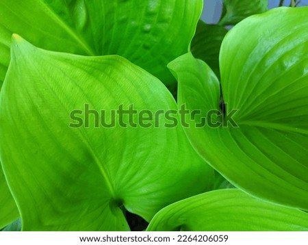 green leaves that give the impression of calm
