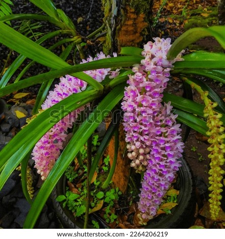 The Rhynchostylis retusa orchid, which in Indonesia is often called the Squirrel Tail Orchid