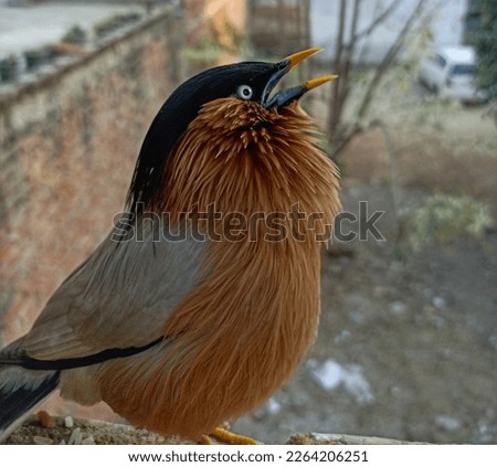 Brahminy starling bird picture natural