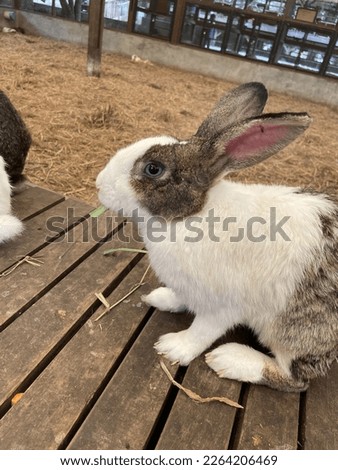 white and brown striped bunny sitting