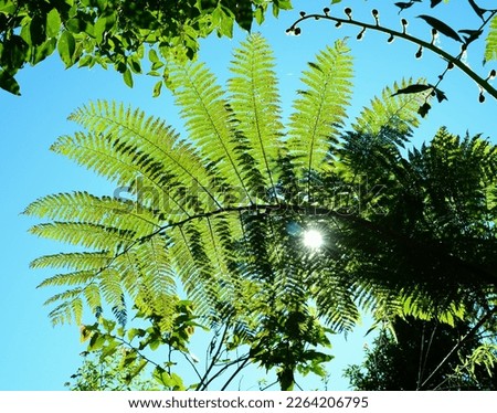 Wild leaves frame the sunlight against the blue sky on Mount Talang, West Sumatera 