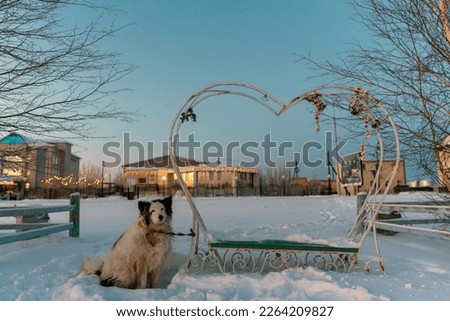 An old white dog sits shyly and sadly on a leash left in the snow next to a heart-shaped bench in the cold winter on the street of a village in Yakutia in the evening.