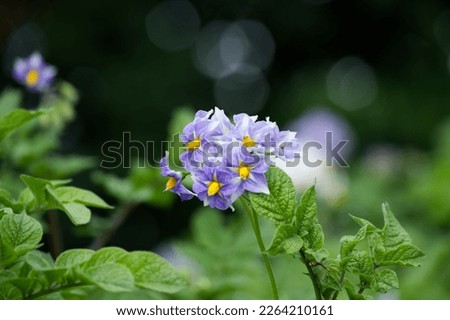 Potatoes flowers blossom, flowering potato plant. Close up organic vegetable flowers blossom growth in garden Royalty-Free Stock Photo #2264210161