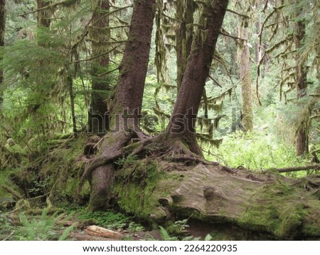 Cute Tree Couple - Roots Growing Over Each Other
