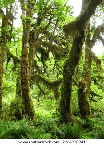 Tall Trees in the Hoh Rainforest, Olympic National Park
