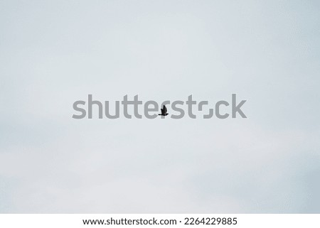 A picture of the sky with a single bird flying