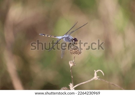 A blue dragon fly perched on a dried up flower buds outdoor