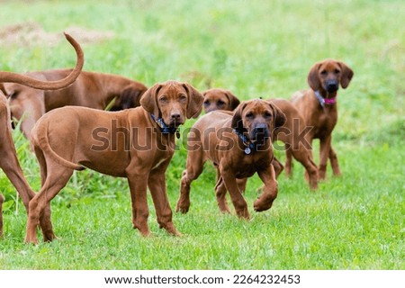 Rhodesian Ridgeback puppies walking on green grass Royalty-Free Stock Photo #2264232453