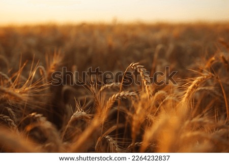 Wheat field. Ears of golden wheat close up. 