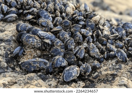 close up of California Blue Mussels on the rocks at Half Moon Bay Beach