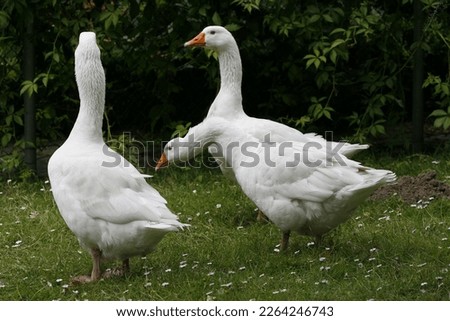 Geese standing on a meadow