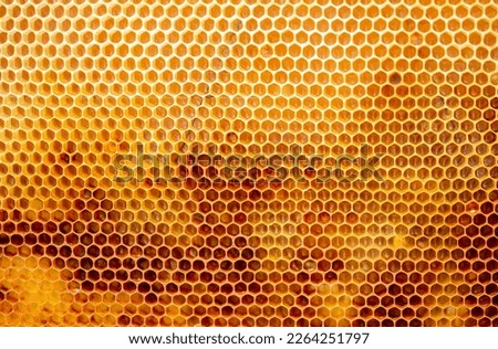 Beautiful honeycombs with honey close-up. Beekeeping, healthy food. Royalty-Free Stock Photo #2264251797