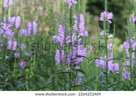 Physostegia virginiana. Violet flowers of false dragonhead, obedient plant.