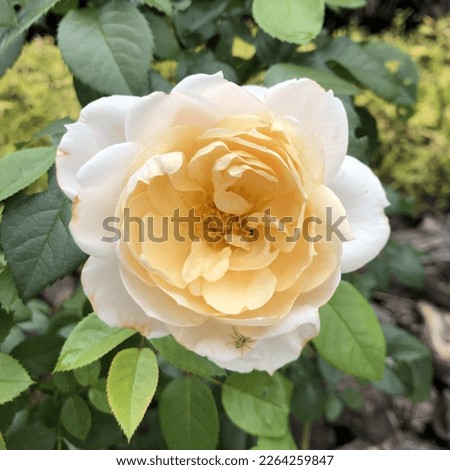 Macro photo white rose bud. Stock photo white blooming rose flower nature